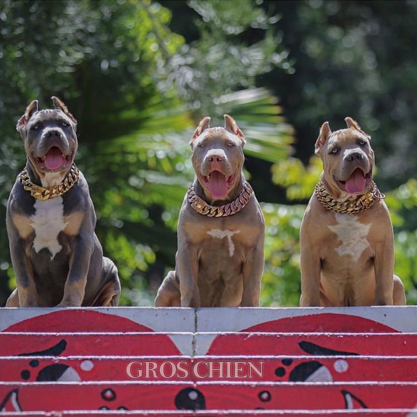 Pourquoi Gros Chien ?