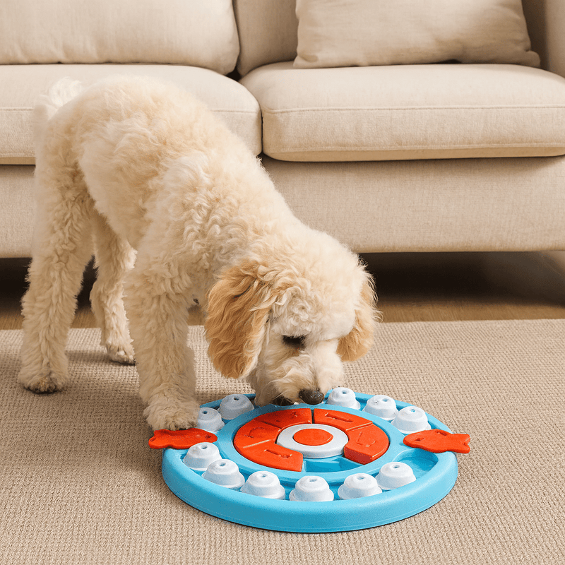 https://cdn.shopify.com/s/files/1/0647/9170/7830/files/puzzle-interactif-pour-chien-4829360.webp?v=1777925230