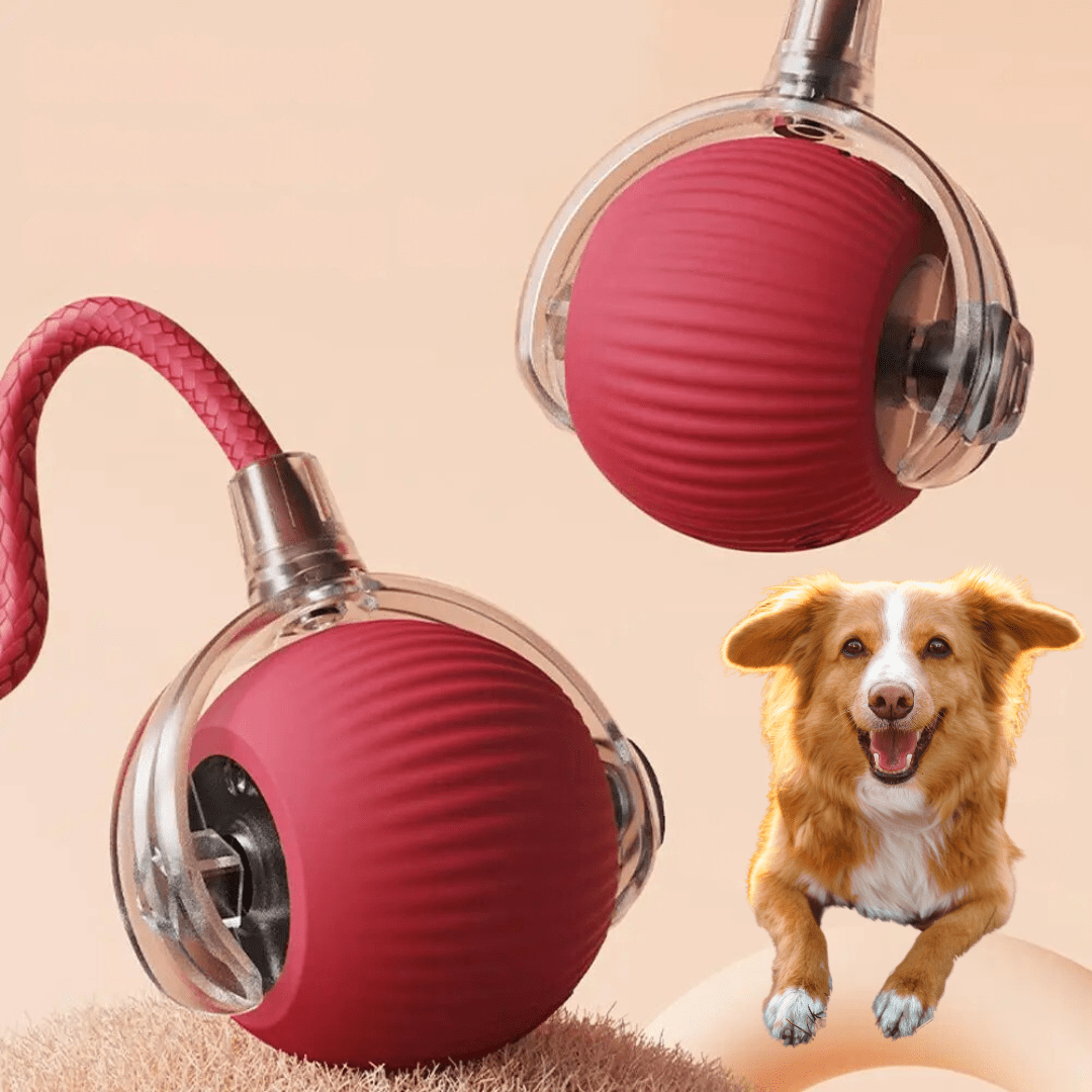 https://cdn.shopify.com/s/files/1/0489/2898/1148/files/spielballhund_7ff8ef1e-02cf-4008-880a-23a8928d97d7.png?v=1744538045