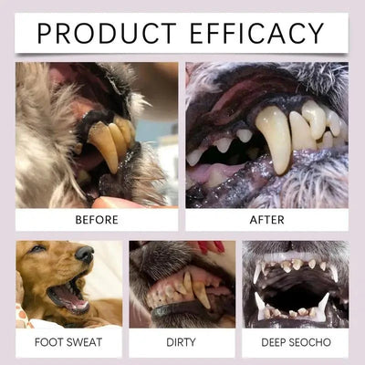 https://cdn.shopify.com/s/files/1/0647/9170/7830/files/stylo-brosse-a-dents-pour-chien-3715550.webp?v=1777923428