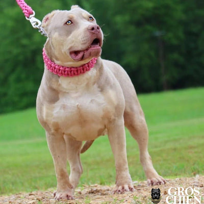 COLLIER + LAISSE "PINK ARMY" - Gros-Chien.com