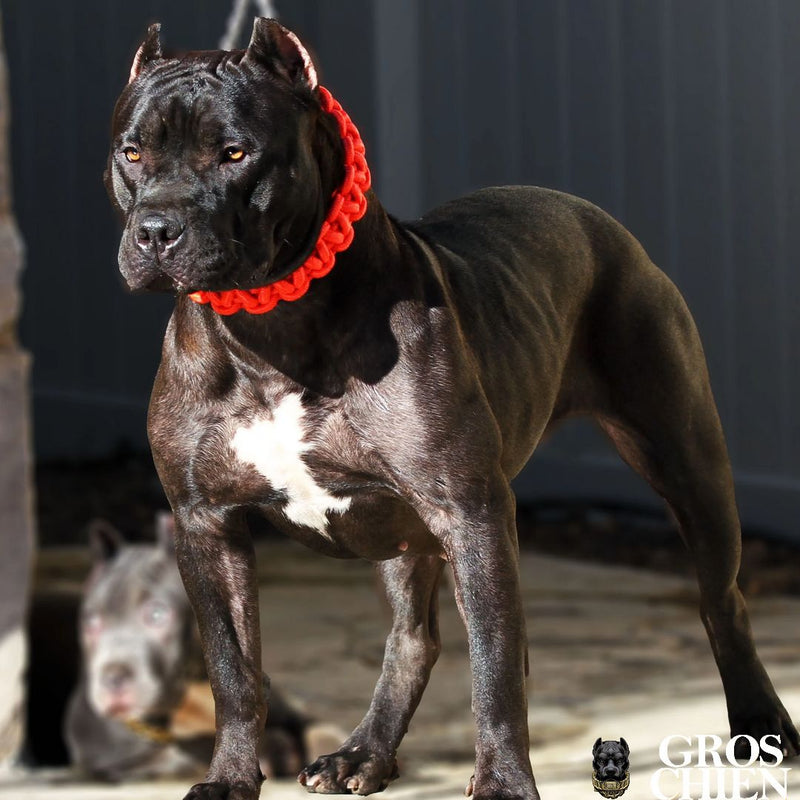 COLLIER + LAISSE "RED ARMY" - Gros-Chien.com